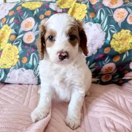 Puppy 5 - Apricot female Irish Doodle puppy in Bloomfield, Iowa from Schooley Doodles