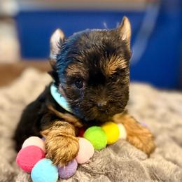 Deina - Black and tan female Yorkshire Terrier puppy in Tangipahoa County, Louisiana from Riche’ Louisiana Yorkies