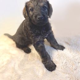 Bingley - Brown Irish Doodle puppy in Tennessee from Family Wolfadoodles