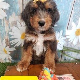 Bernedoodle, Goldendoodle, Labradoodle, and Poodle Puppies from Granton Creek