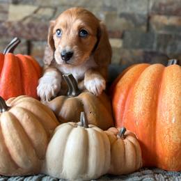 Honey - Piebald female Dachshund puppy in Harold, Kentucky from Taylors Tiny Tails