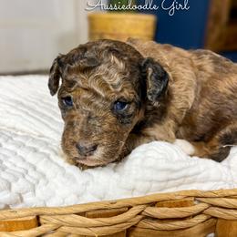 Daisy Duck - Red merle female Aussiedoodle puppy in Grove, Oklahoma from Guinn Family Farms