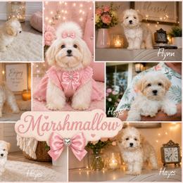 Maltese puppies from Danielle's Yorkie Babies