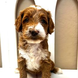 Butterball - Red  male Goldendoodle puppy in Peoria, Arizona from Cactus Doods