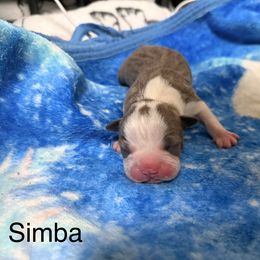 Simba - Blue male Boston Terrier puppy in Monroeton, Pennsylvania from Molly & Hailey’s Boston Terrier Pups