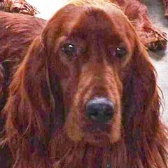 RJ - Irish Setter