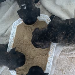 French Bulldog Puppies from Luna and London’s Puppies