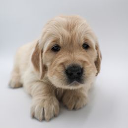Golden Retriever Puppies from Wild Hearts Goldens