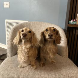 Dachshund puppies from Crosbys Doxies