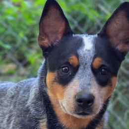 Dozer - Australian Cattle Dog
