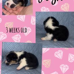 Yoshi - Black and tan female Pembroke Welsh Corgi puppy in Dickinson, Texas from Careaga Farms
