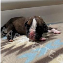 Skye - Fawn female Boxer puppy in Moore, South Carolina from Lafayette Bulldogs & Boxers
