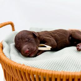 Pisgah - Chocolate female Goldendoodle puppy in North Carolina from Tuxedo Mountain Doodles