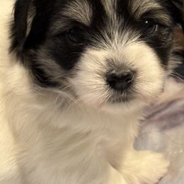 Samson - Tri-color male Coton de Tulear puppy in Florida from Dynasty Cotons of Florida