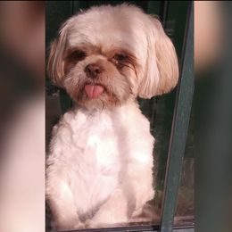 Moo - Shih Tzu