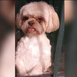 Moo - Shih Tzu