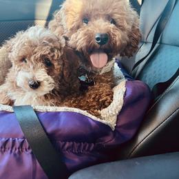 Cavapoo, Cockapoo, Goldendoodle, and Maltipoo Puppies from Perdue Puppies