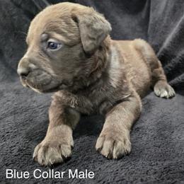 Blue Collar Male - Gray brindle male Cane Corso puppy in Atlanta, Georgia from Cane Corso’s of Atlanta