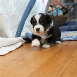 Boy 2 - Black Miniature American Shepherd puppy in Meadows Of Dan, Virginia from Nashira
