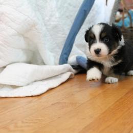 Boy 2 - Black Miniature American Shepherd puppy in Meadows Of Dan, Virginia from Nashira
