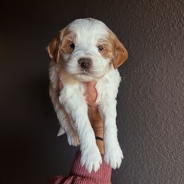 Turkey - Parti male Goldendoodle puppy in Aubrey, Texas from The Parrish Doods