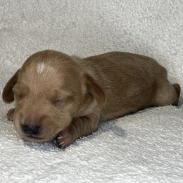 Spot - Cream male Dachshund puppy in Mocksville, North Carolina from The Dachs of Hazzard Dachshunds