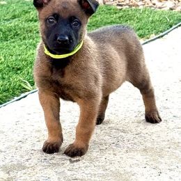 Green Collar - Fawn sable female Belgian Malinois puppy in Trenton, Georgia from Laeknir K9