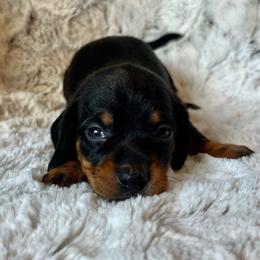 Minnie - Black and tan female Dachshund puppy in Purdy, Missouri from Shotgun Pups
