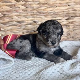 Albus Dumbledore - Blue merle male Bordoodle puppy in Valley Center, California from Circle R Valley Farms