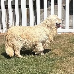 Rose - Golden Retriever
