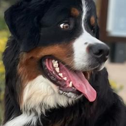Bernese Mountain Dogs from Rebecca's Bernese Mountain Dogs