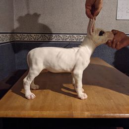Dogo Argentino Puppies from De la Fuerza de Dios