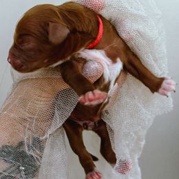 Noelle - Red female Cavapoo puppy in Tucson, Arizona from Cavapoo Puppy Parade
