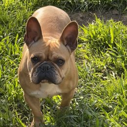 Boston Terrier and French Bulldog Puppies from High Plains Bullies