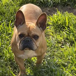 Boston Terrier and French Bulldog Puppies from High Plains Bullies