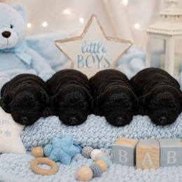 Aladdin - Black male Shihpoo puppy in Hertford, North Carolina from Heaven Sent Shihpoo's