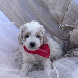 Goldendoodle, Maltipoo, and Poodle Puppies from Winchester Hills Poodles and Doodles