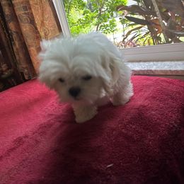 Shih Tzu Puppies from Prescious Shih Tzu’s