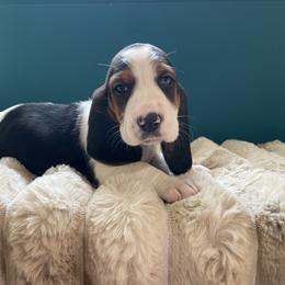 Breeze - Black brown and white female Basset Hound puppy in Remington, Virginia from Lotus Rose Basset hounds