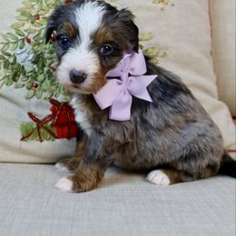 Kate - Merle female Bernedoodle puppy in Murray, Utah from Sun Valley Doodles