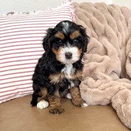 Mary Ann - Tri-color female Bernedoodle puppy in Idaho Falls, Idaho from Idahome Doodle