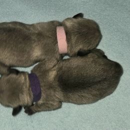 Girl 2 - Fawn female Pug puppy in New Braunfels, Texas from Kex Pug Haus