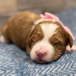 Medium apricot girl - Apricot female Goldendoodle puppy in Herriman, Utah from Rose Canyon Doodles