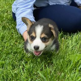 Australian Shepherd and Pembroke Welsh Corgi Puppies from Mallory Pembroke Welsh Corgis And Australian Shepherds