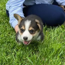 Australian Shepherd and Pembroke Welsh Corgi Puppies from Mallory Pembroke Welsh Corgis And Australian Shepherds
