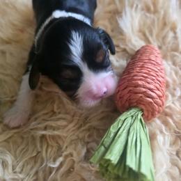 Philia - Tri-color male Cavalier King Charles Spaniel puppy in Springfield, Missouri from Caney Mountain Cavaliers LLC