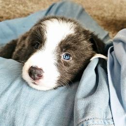 Pebble - Blue male Border Collie puppy in Cedar Springs, Michigan from Lyncroft Border Collies