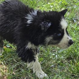 Spot blue eyes - Black and white male Siberian Husky puppy in Kansas City, Missouri from Anuun's Huskies