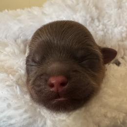 Cedar - Chocolate male Shih Tzu puppy in Avondale, Arizona from Riley Family Shih Tzus