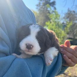 Brownie - Chocolate female Border Collie puppy in Richfield, Ohio from Stone Garden Border Collies